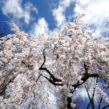 京都御苑。春色浪漫。