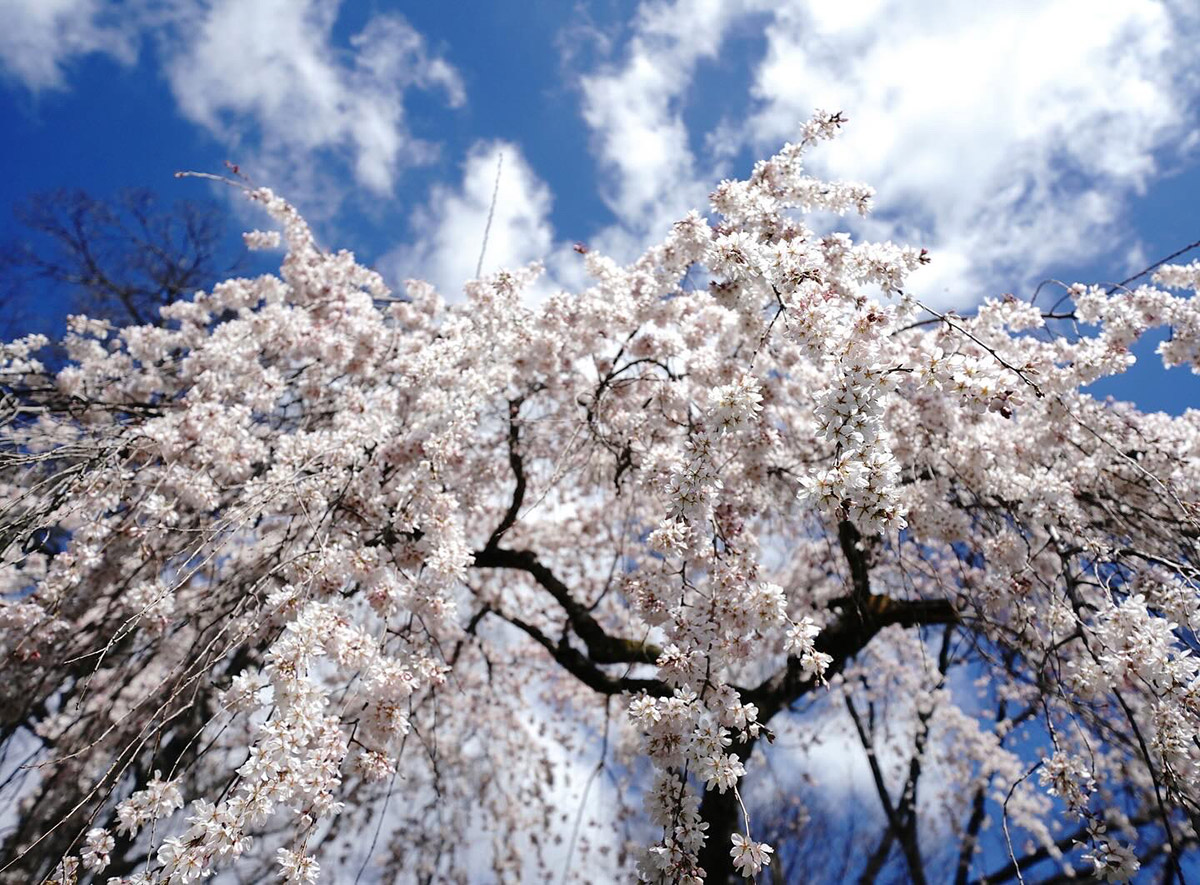 京都御苑。春色浪漫。