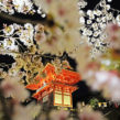 期間限定的夜櫻浪漫。京都賞櫻：清水寺。
