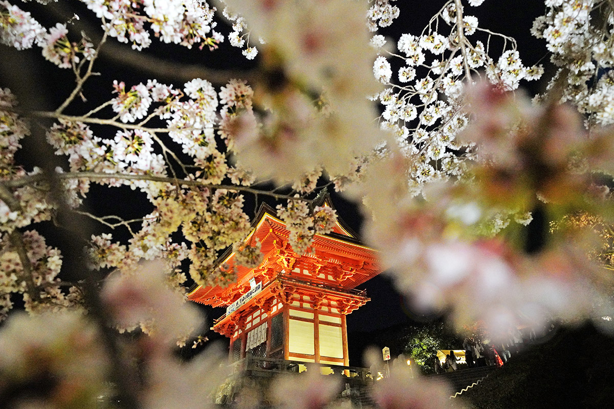 期間限定的夜櫻浪漫。京都賞櫻：清水寺。